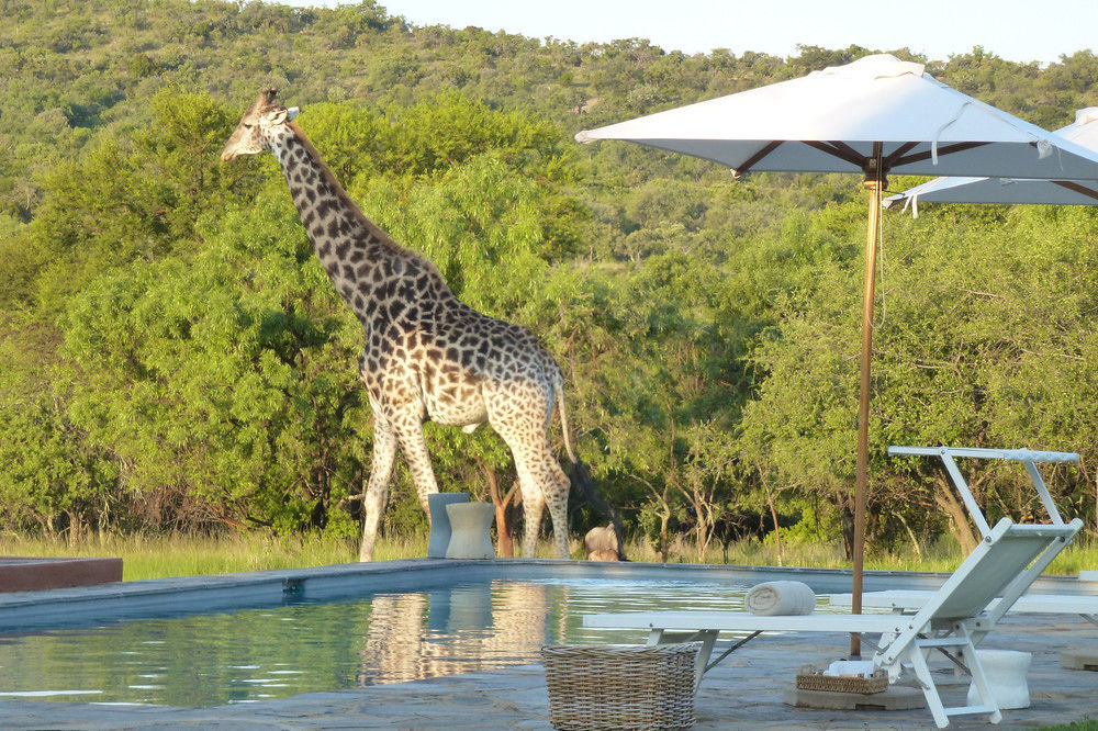 Zebras Crossing Private Game Lodge Modimolle Luaran gambar