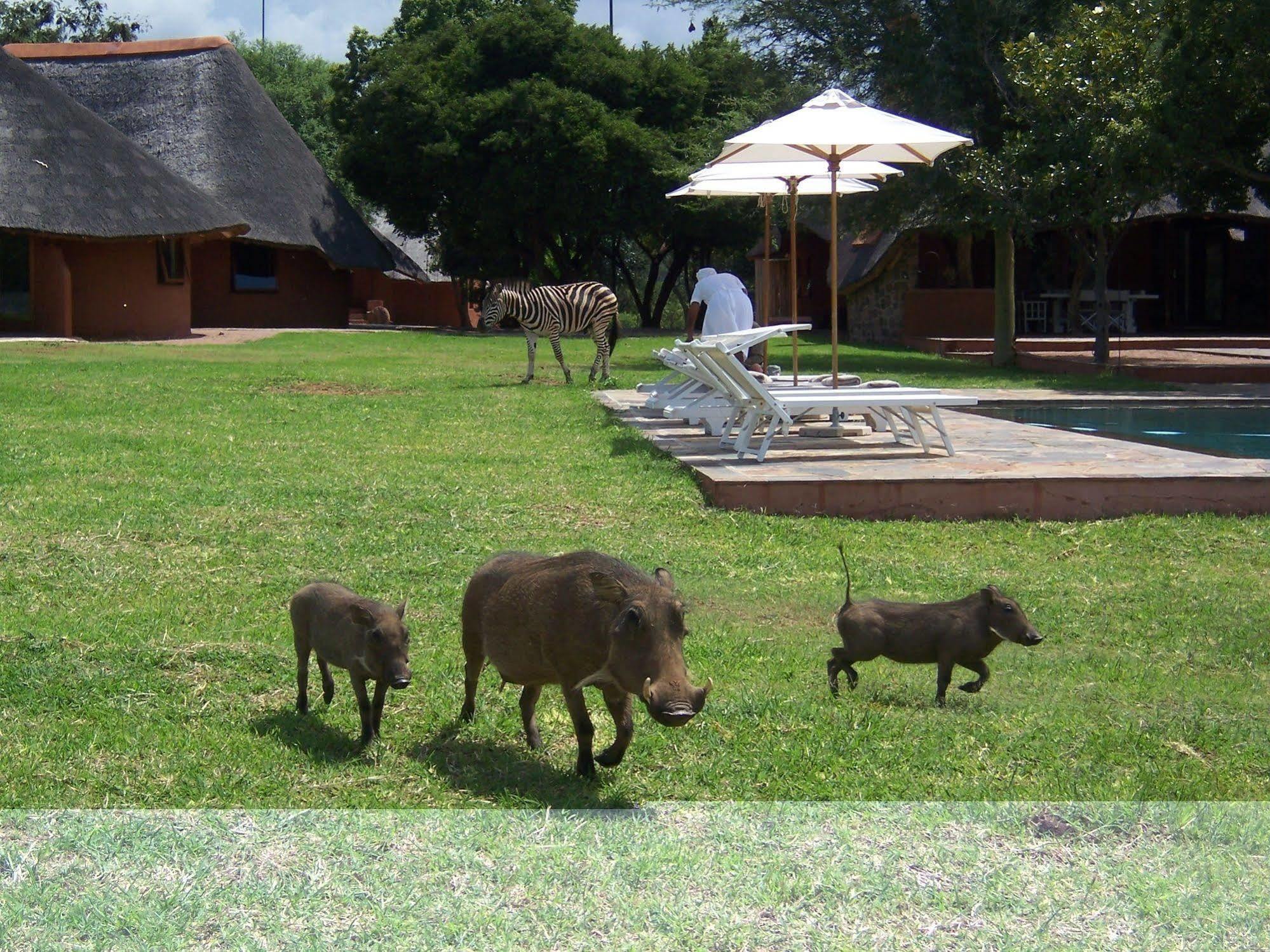 Zebras Crossing Private Game Lodge Modimolle Luaran gambar